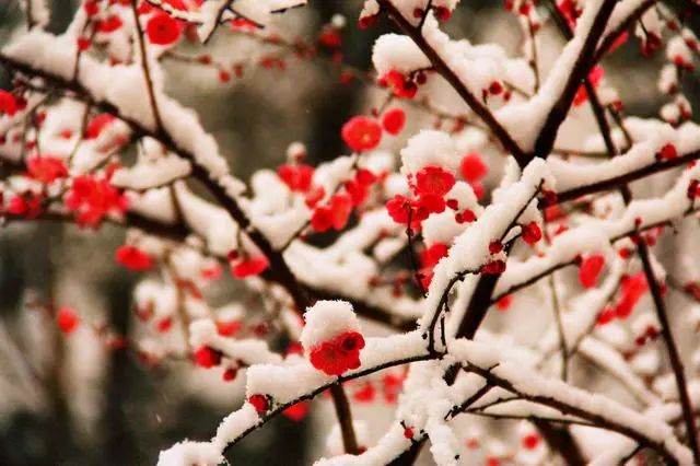 当雪花爱上梅花