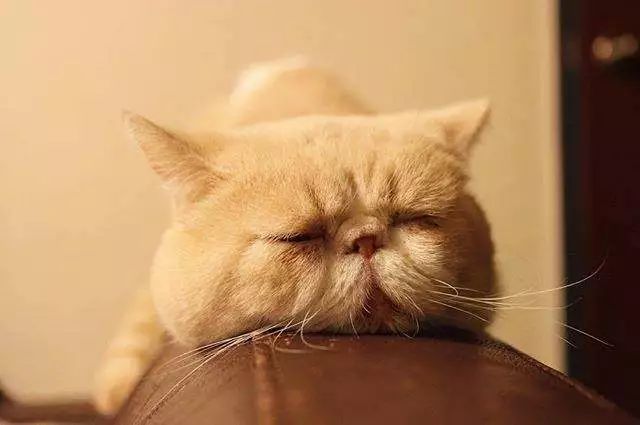 一只犯困的猫咪,感觉随时都能睡着,网友:周一早上的我