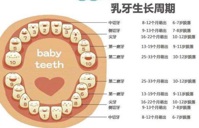 28颗牙齿结构图