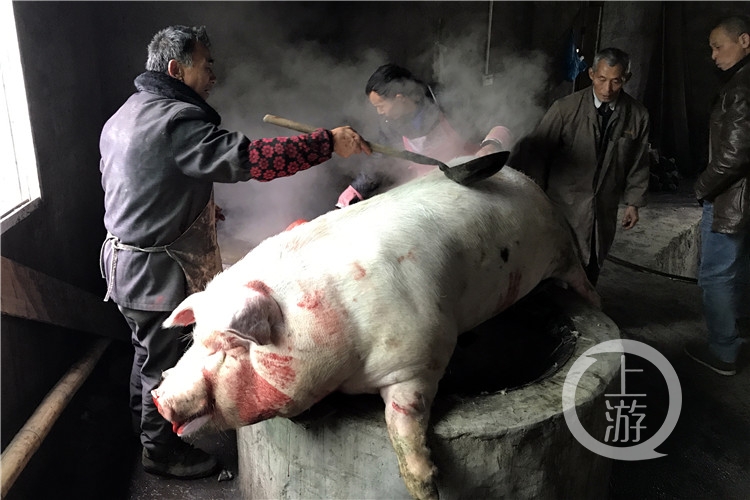 把猪放木架台杀了后,用自行车打气筒给猪全身灌气让其胀起来,再用开水