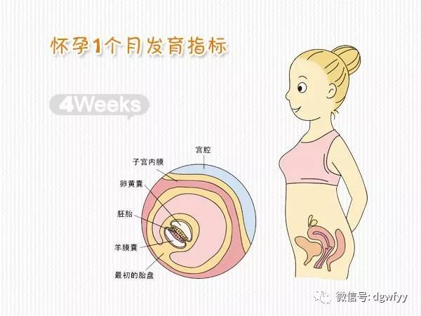 怀孕1个月准爸妈指南