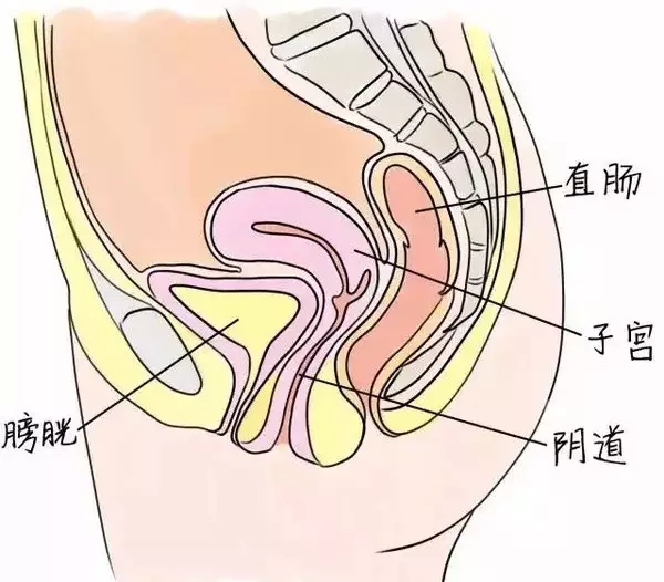 首先,外阴的样子,来来来,拿着小镜子,自己照一下,它形状如鲍鱼,由