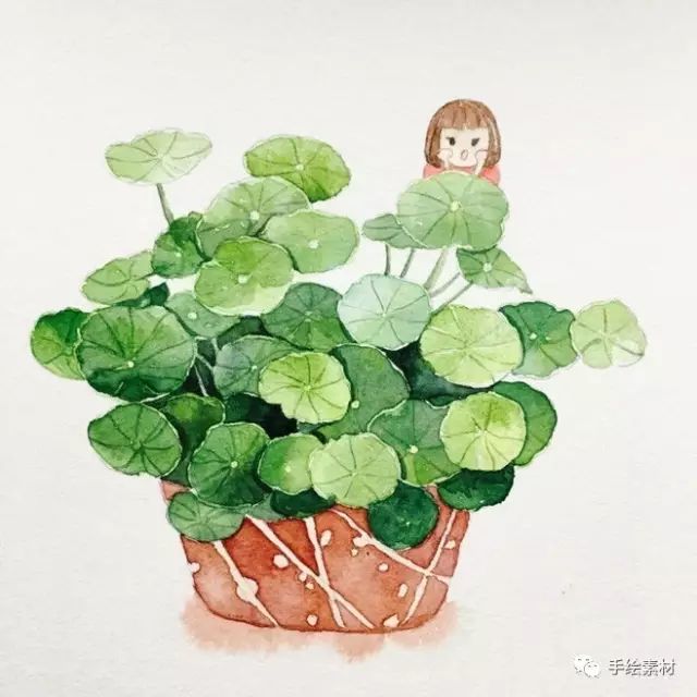 看看这些水彩和彩铅画的可爱的绿植铜钱草