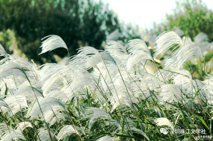 【第152期 :诗林集锦《芦花如雪》碎玉学院高级群强化