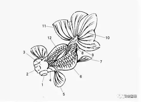国画扇面金鱼画文教程,金鱼的画法技巧步骤,水草