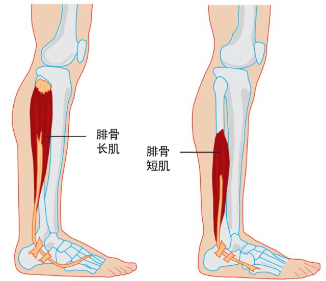小腿外侧的肌肉叫做腓骨长短肌,它主要的功能是使足外翻,同时也有一