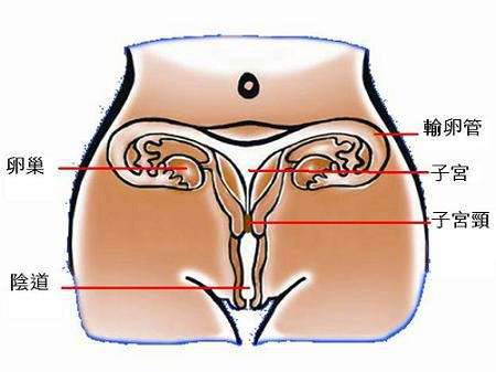 母婴 正文  绍兴卫计 子宫是女性的内生殖器官,是孕育-胚胎,胎儿和