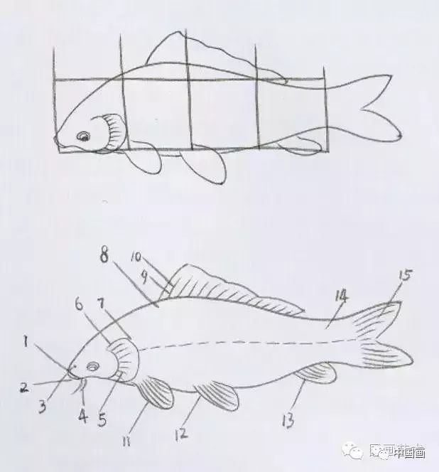 五色鲤鱼的画法教程,画鱼的构图技法详解!