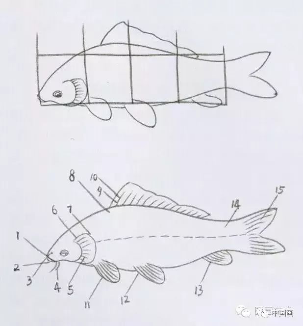 鲤鱼的结构示意 1.上嘴唇 2.下嘴唇 3.鼻孔 4.触须 5.腮孔 6.腮盖 7.