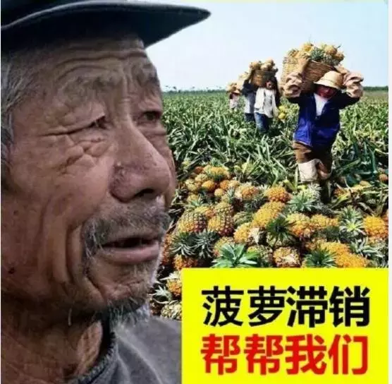 后来大概觉得水果不好卖,大爷改卖蔬菜作物,还是滞销… 请点击此处