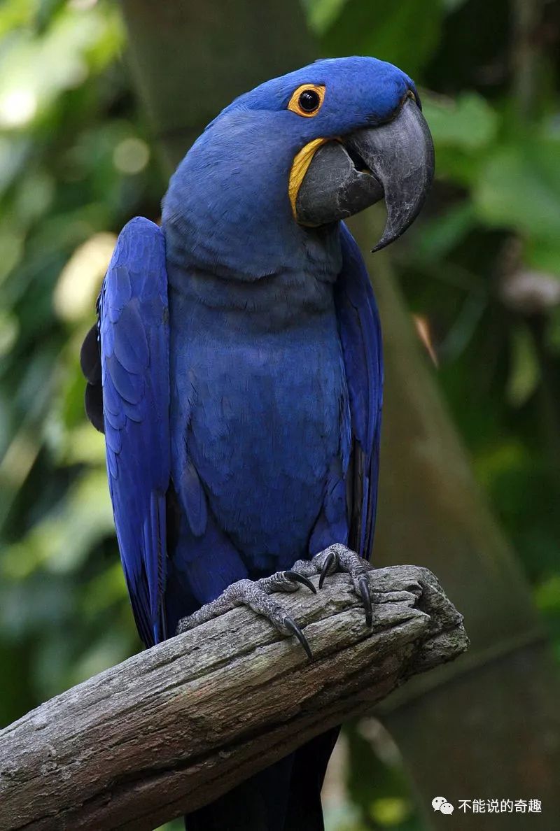 出没在南美,在二十世纪八十年代,估计有一万只紫蓝金刚鹦鹉从野外被捕