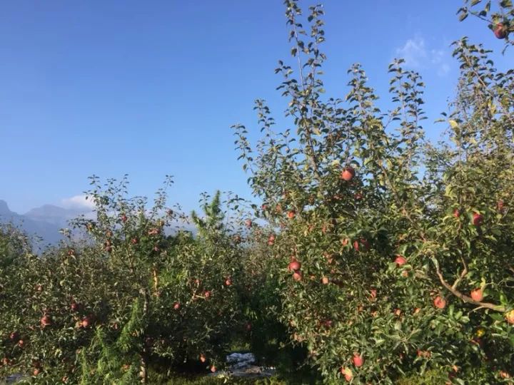 五大特点1 得天独厚的地理条件盐源苹果生长于泸沽湖畔,雨热同季,日照