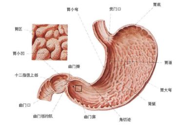 萎缩性胃炎的症状莫大意注意事项收好了