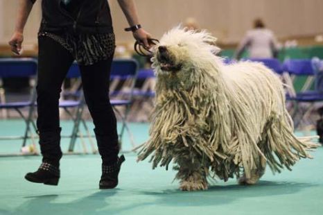 匈牙利牧羊犬这货竟是只拖把!