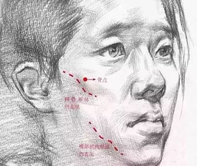 素描女性脸部特征分析及头部分表达技巧附女人头像教程