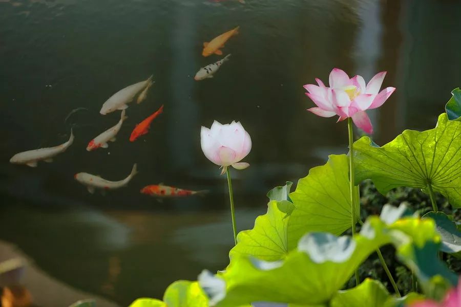 锦鲤荷花池手绘