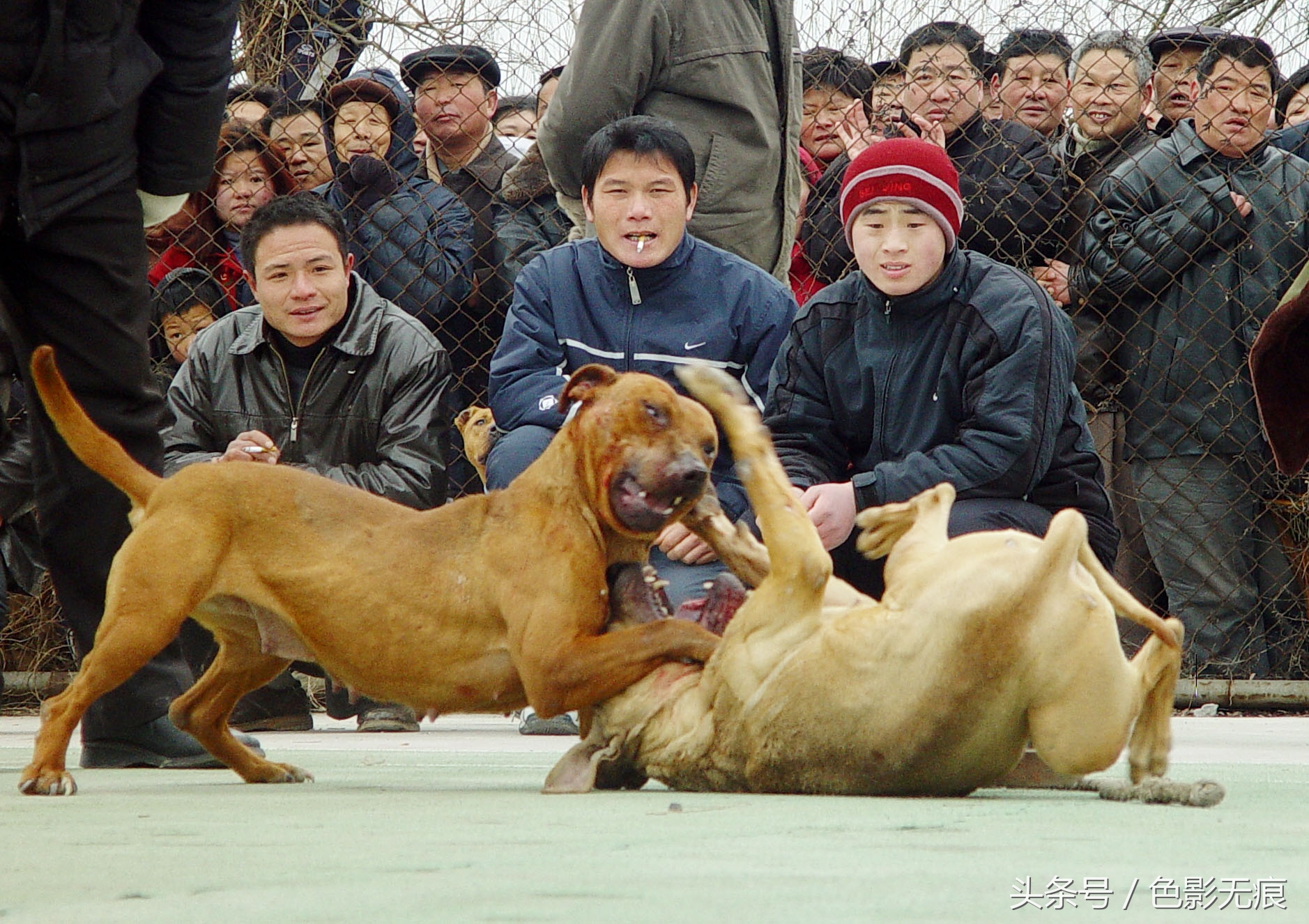 2018年是中国传统十二属相中的狗年,在狗年里斗狗,好不好?