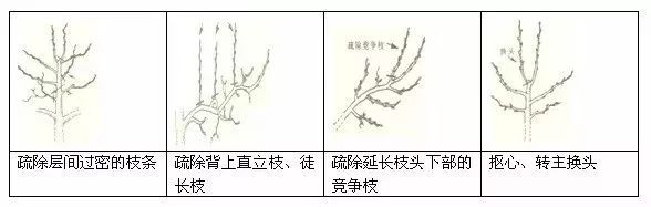 干货!果树冬季修剪的基本方法,作用及修剪反应