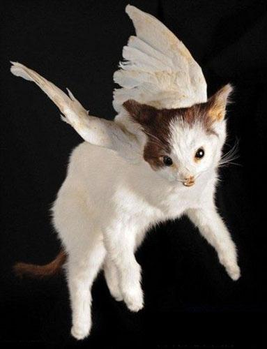 贵州发现猫咪长着翅膀,展开就像天使的翅膀
