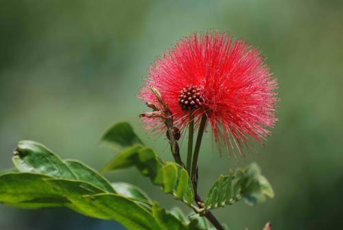 电影《芳华》片尾曲中的"绒花"是什么花?