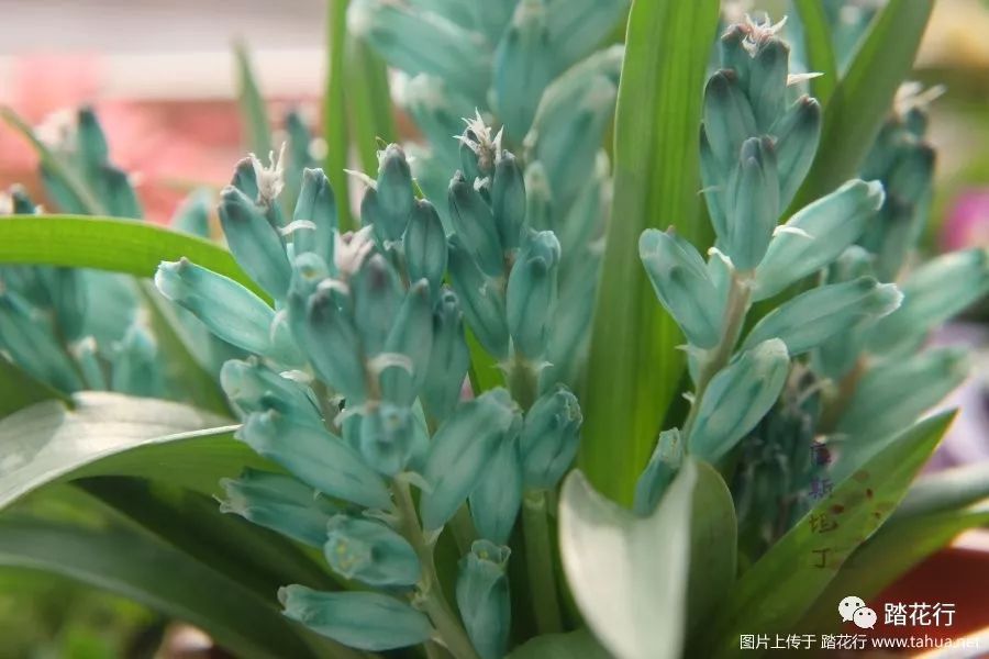 lachenalia viridiflora 立金花绿松石,一球爆盆,哦哈哈哈