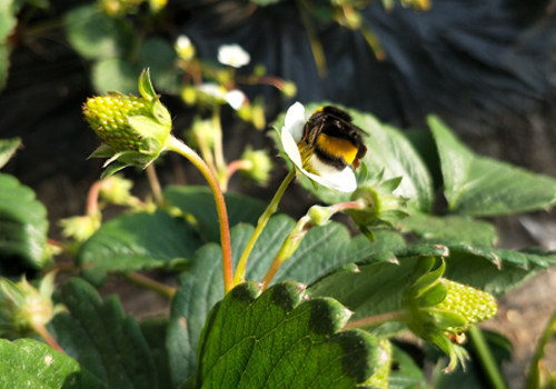 草莓授粉「熊蜂比蜜蜂有优势」