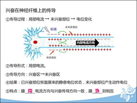 兴奋在神经纤维上的传导