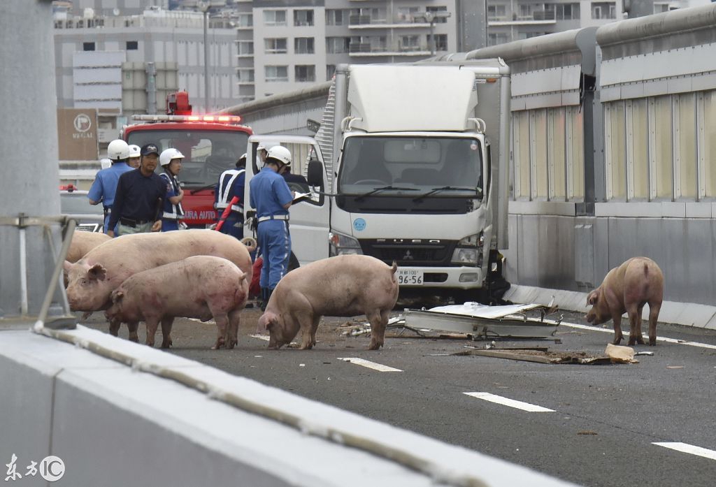 日本:19头猪在高速公路"越狱",闲庭信步