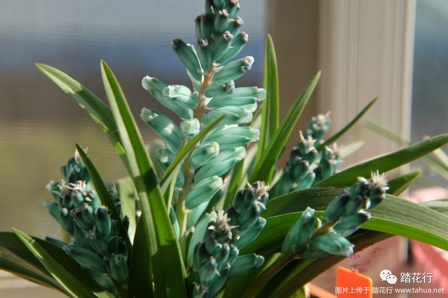 lachenalia viridiflora 立金花绿松石,一球爆盆,哦哈哈哈