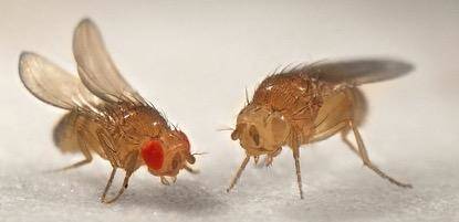 当年摩尔根先生为了研究遗传定律,圈养了很多果蝇.