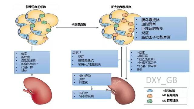 脂肪细胞与肾脏的相互作用