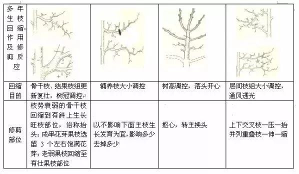 干货!果树冬季修剪的基本方法,作用及修剪反应