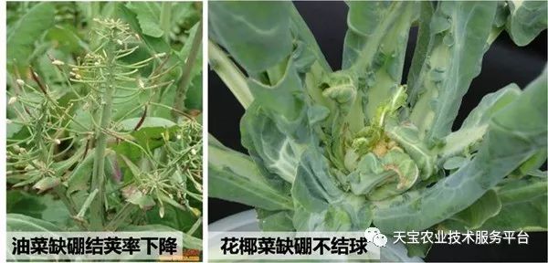 花椰菜褐心病,芹菜茎折病,葡萄僵果病,苹果缩果病及小麦不捻症等 硼