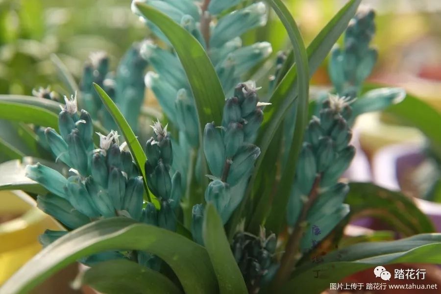 lachenalia viridiflora 立金花绿松石,一球爆盆,哦哈哈哈