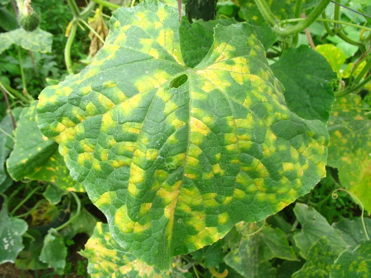 如黄瓜霜霉病的典型症状是,叶片正面出现黄色褪绿斑, 受叶脉限制,湿度