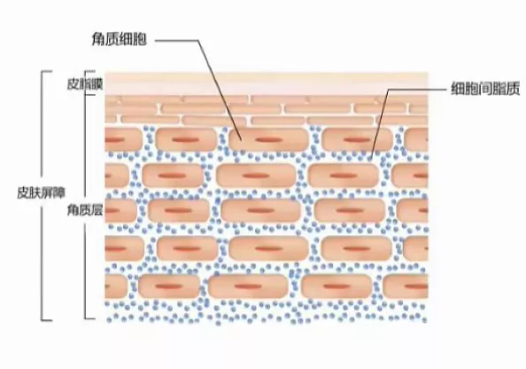 可以防止水分从角质细胞这些"砖块"的缝隙中流失,从而达到保湿的功效