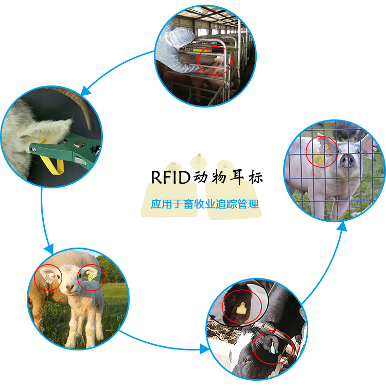 rfid动物耳标 rfid羊耳标电子标签 超高频羊耳标 黄色 h3