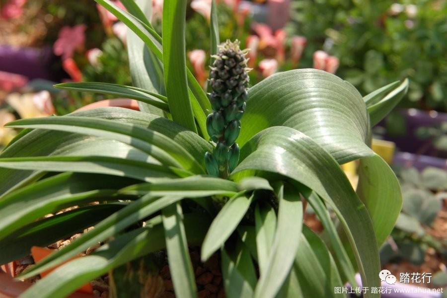 lachenalia viridiflora 立金花绿松石,一球爆盆,哦哈哈哈