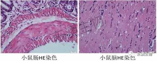 东澳生物:he染色太简单?精良之作自带高级感