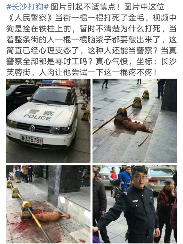 民警街头棒杀金毛续:狗狗咬人视频曝光,爱狗人士人肉闹乌龙