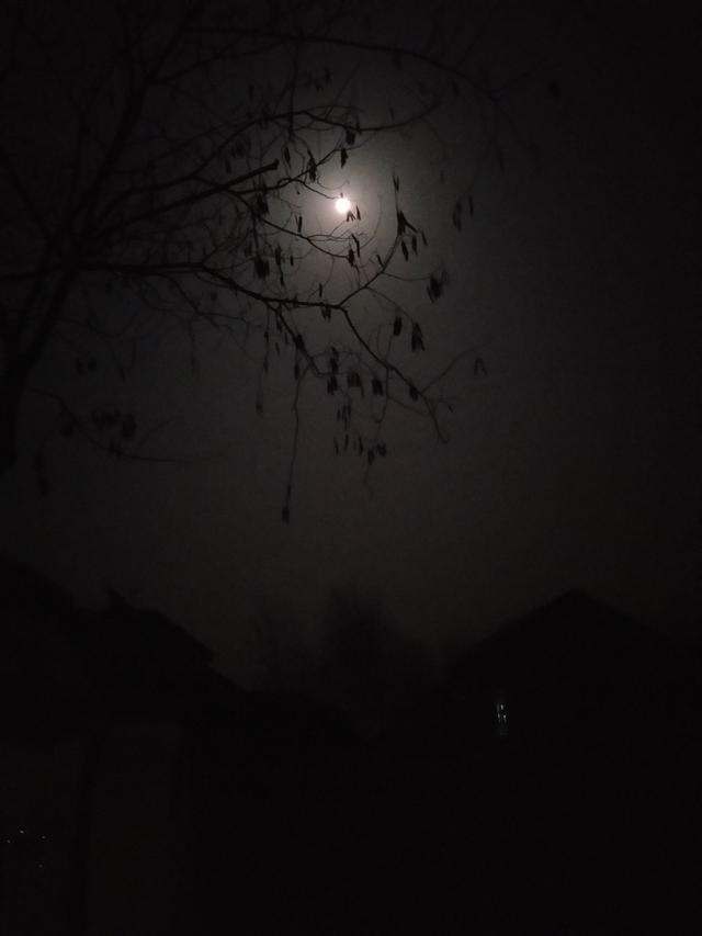 月光透过树杈间照射下来,显得有些苍白无力.