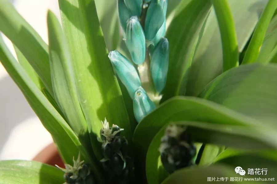 lachenalia viridiflora 立金花绿松石,一球爆盆,哦哈哈哈