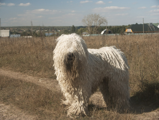 匈牙利牧羊犬这货竟是只拖把!