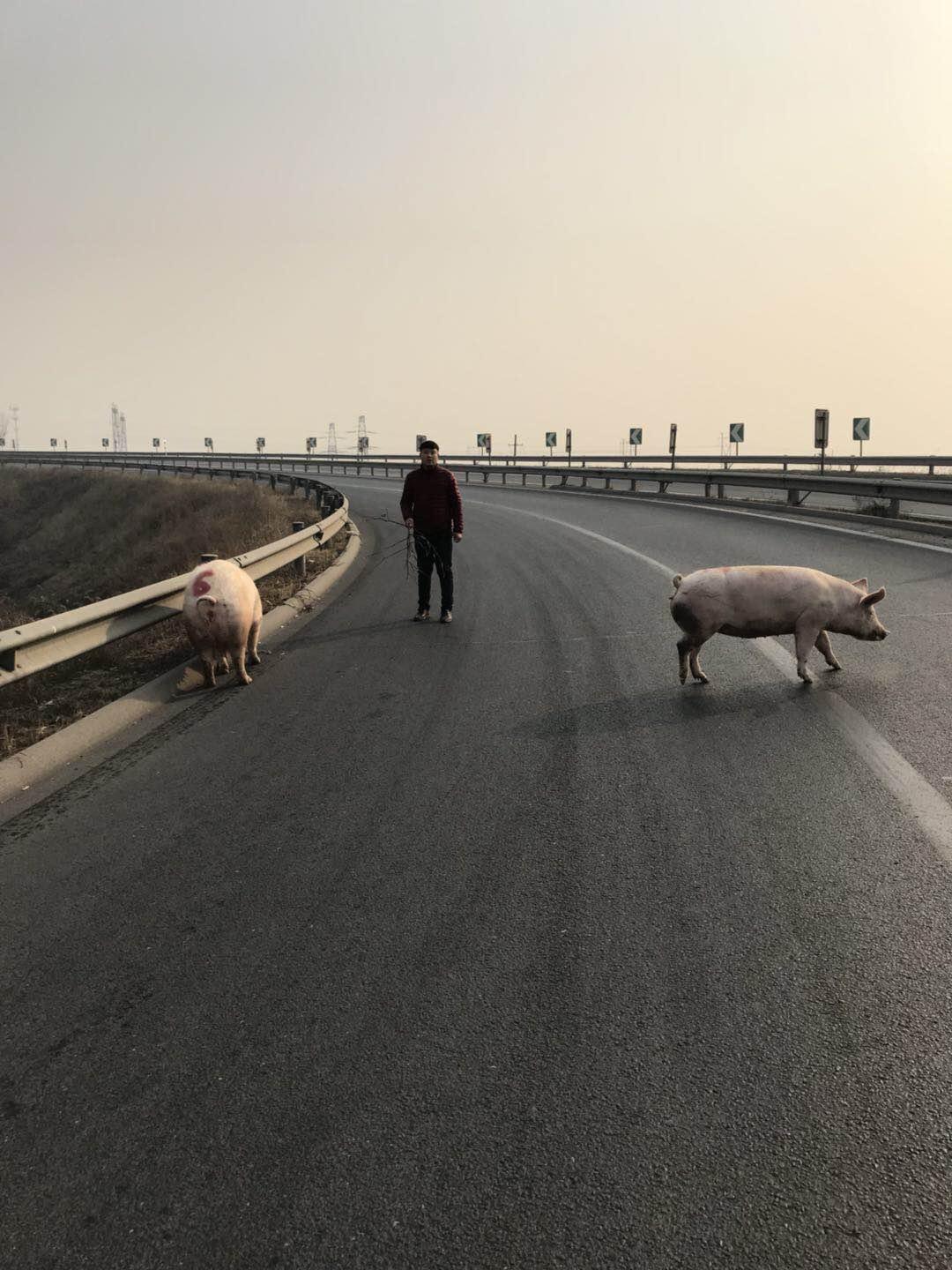 两只猪在高速公路匝道上"溜达 返回搜 责任编辑