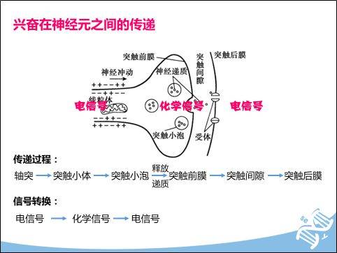 兴奋在神经元之间的传递