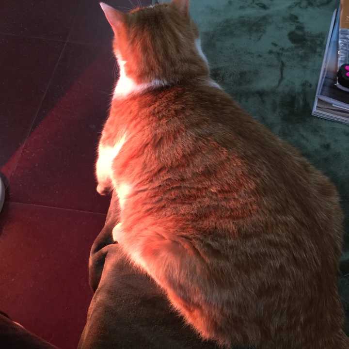 橙猫为什么出胖子