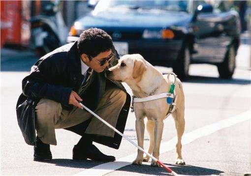 导盲犬为什么大部分都是拉布拉多?