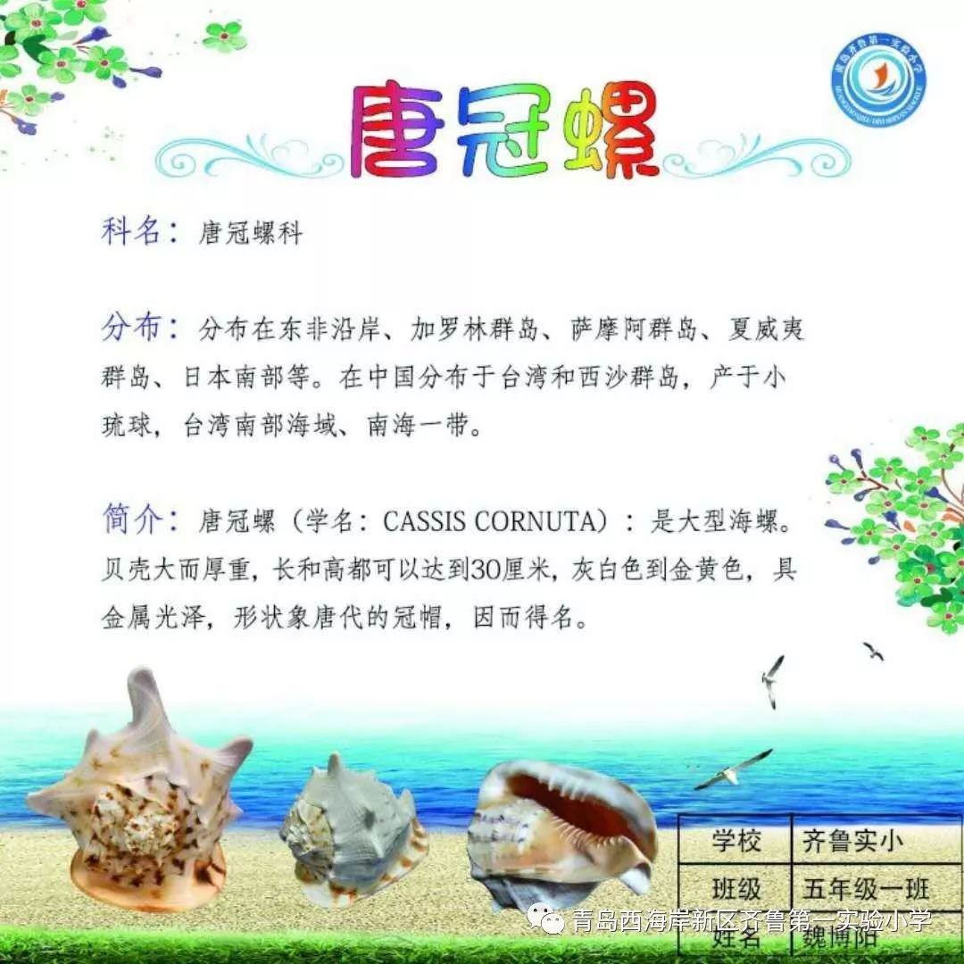 【齐小新闻】"神奇的贝壳"科普卡片设计大赛获奖名单揭晓