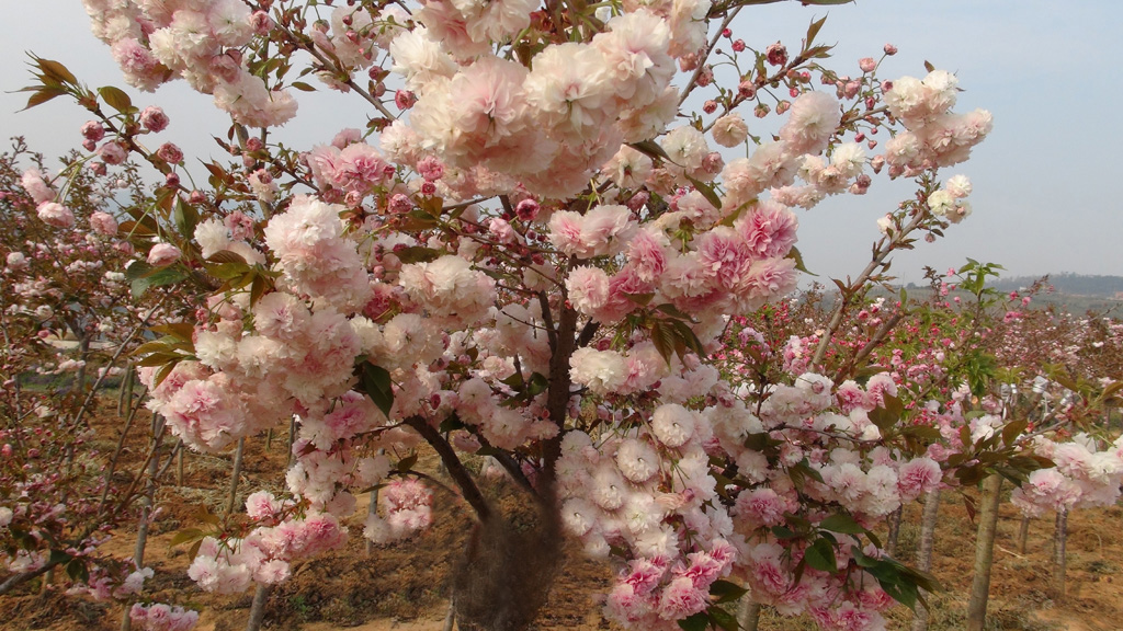 岳阳樱花基地生长的樱花苗,小苗,樱花树特性