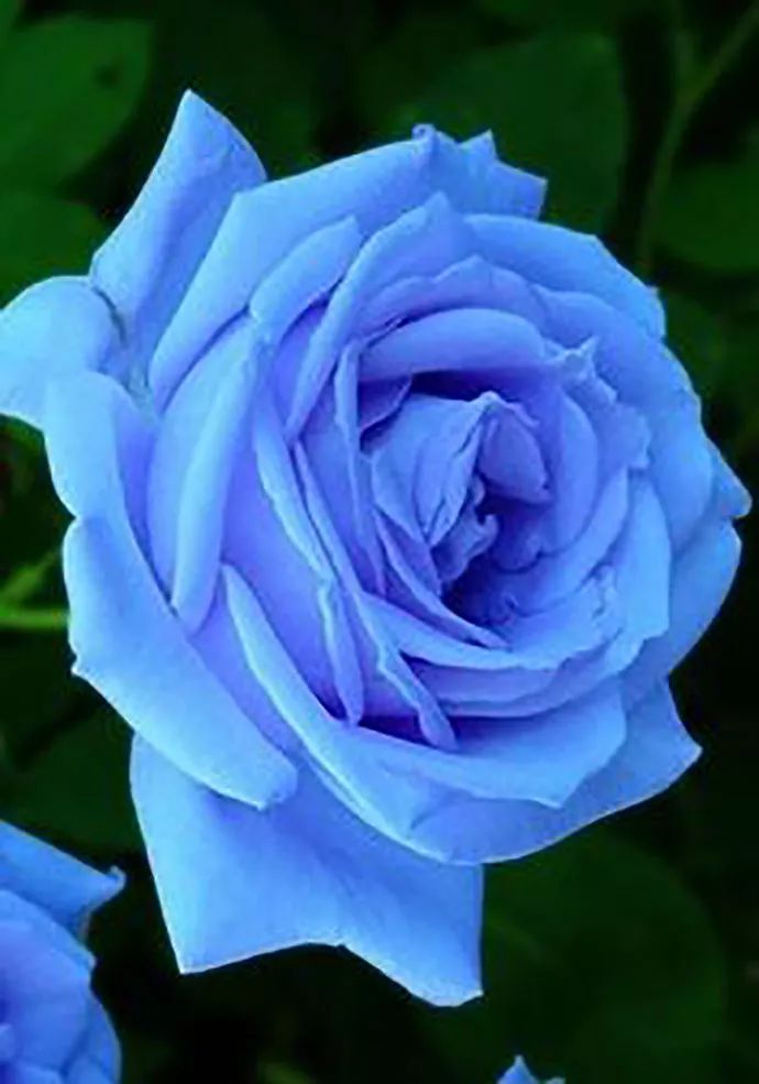 花色与运势 | 蓝色的花
